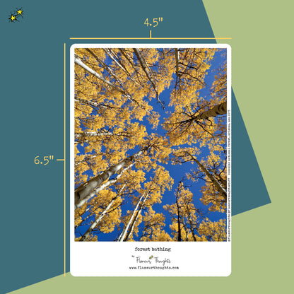 Forest Bathing